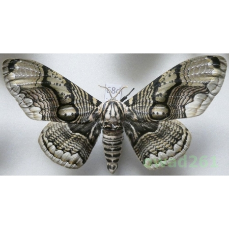 Brahmaea hearseyi White, 1862 male ex. ovo China 119mm68d